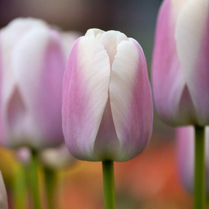 Tulipan 'Royal Pride'