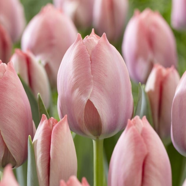 Tulipan 'Salmon van Eijk'