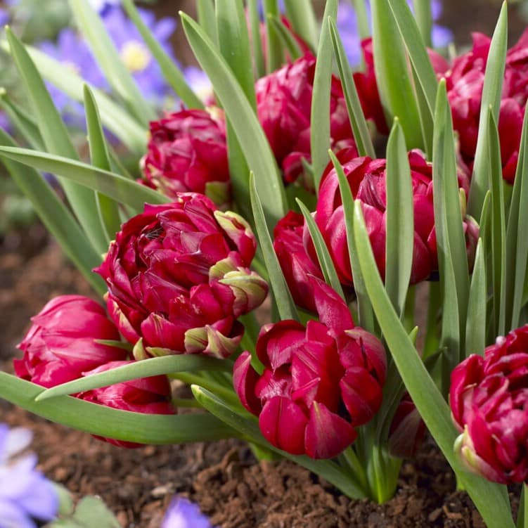 Tulipan pulchella humilis 'Tete á Tete'