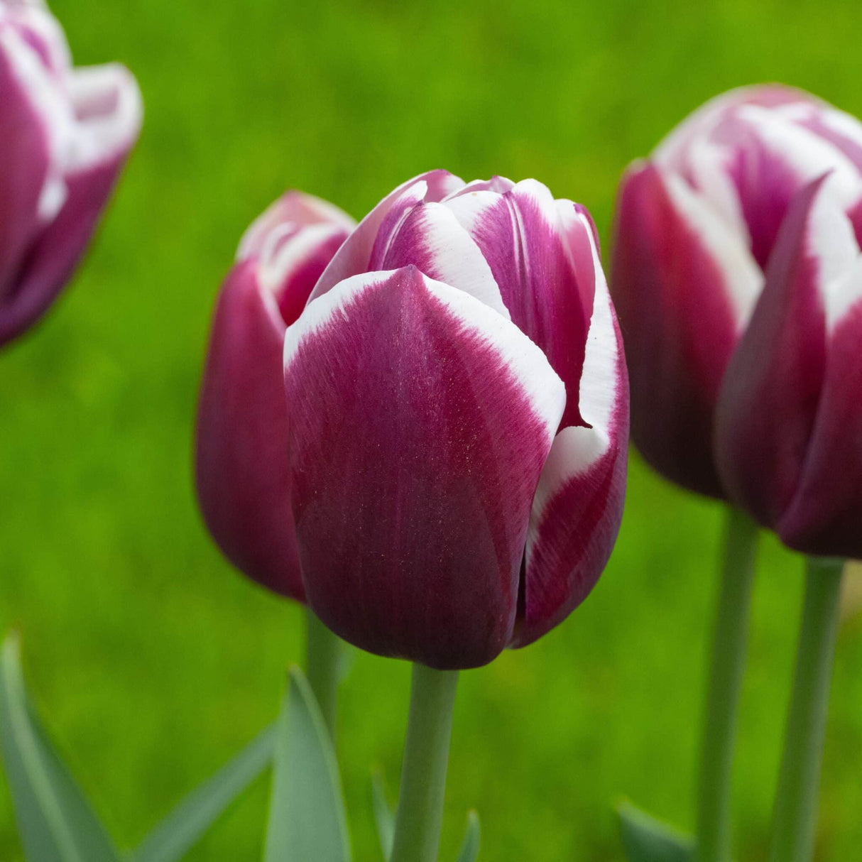 Tulipan 'Tiramisu'