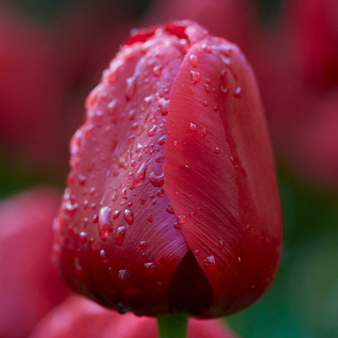 Tulipan 'Unique de France'