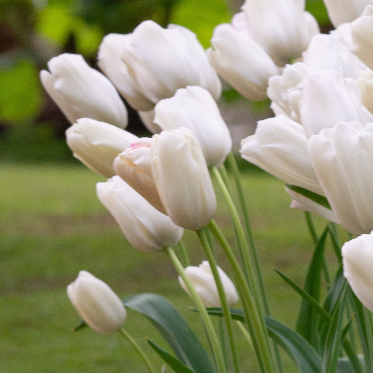 Tulipan 'White Proud'