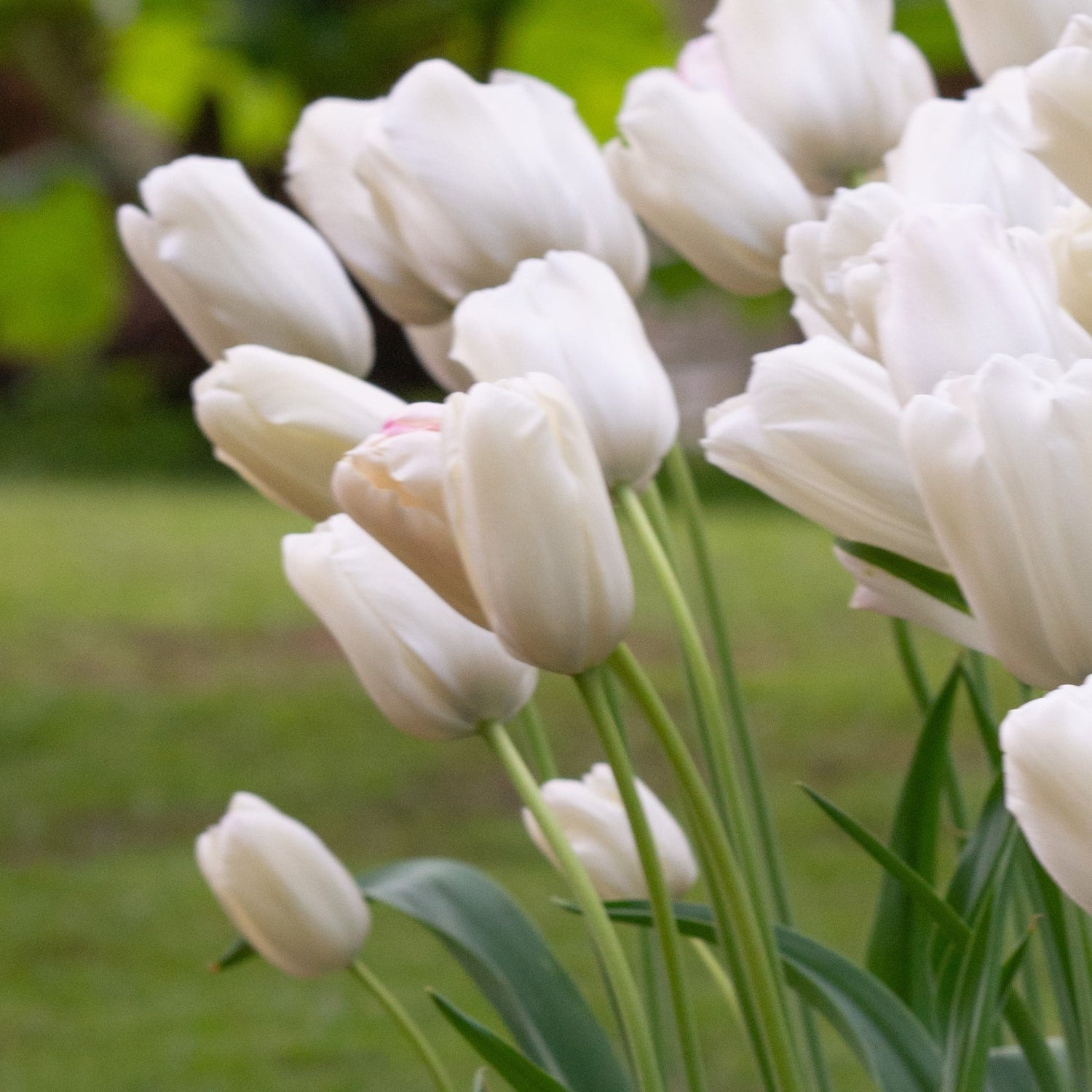 Tulipan 'White Proud'