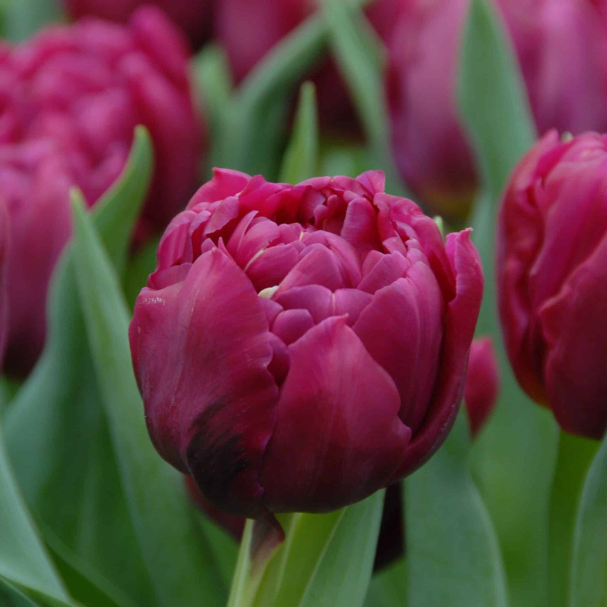 Tulipan 'World Bowl'