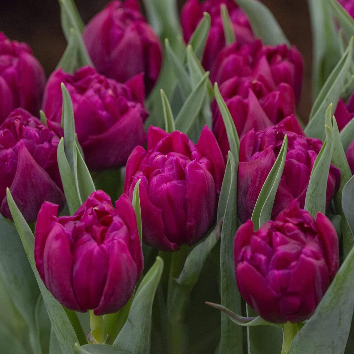 Tulipan 'World Bowl'