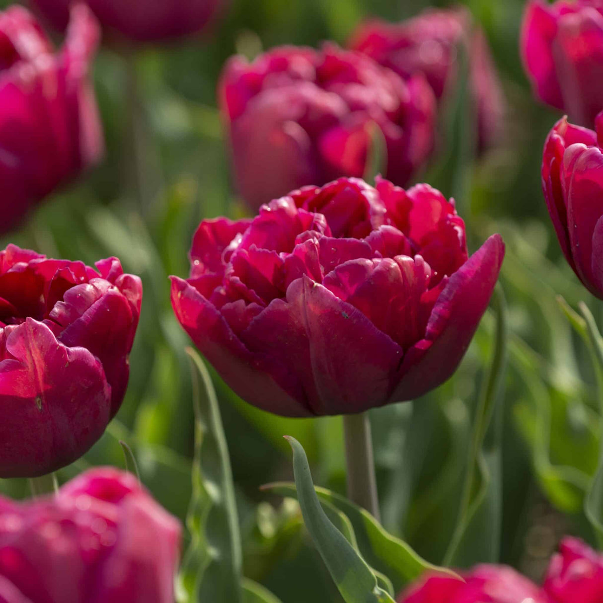 Tulipan 'World Bowl'