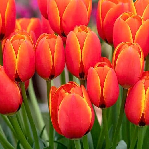 Tulipan 'World Favorite'