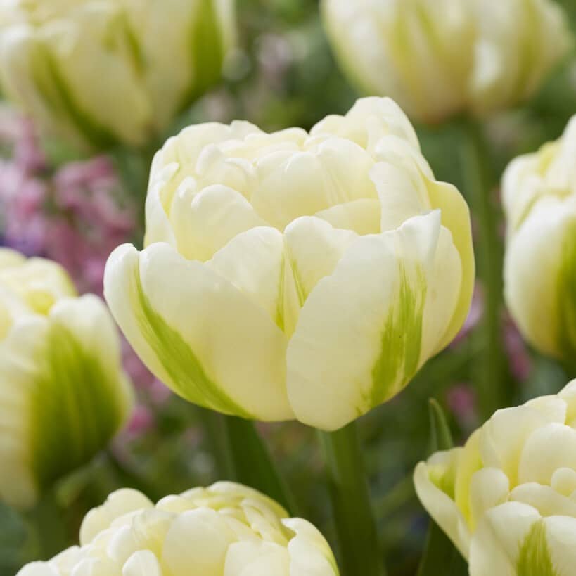 Tulipan 'Yukon'