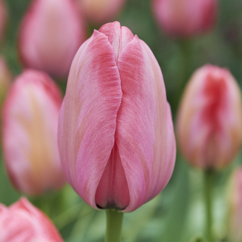 Tulipan 'Design Impression'