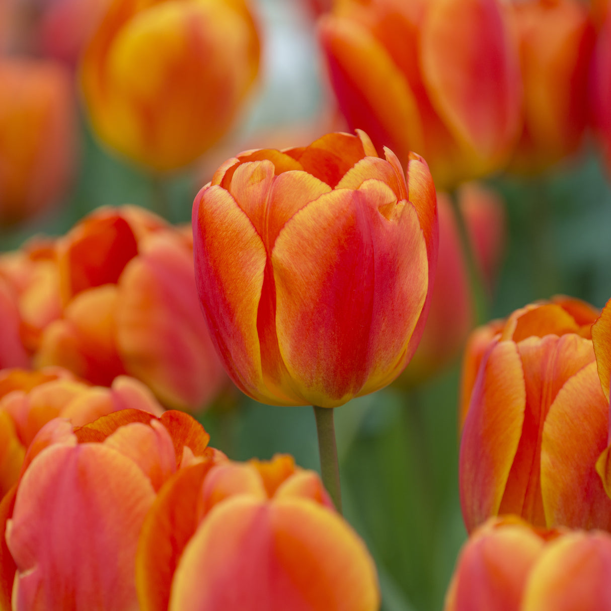 Tulipan 'Oxford's Elite'