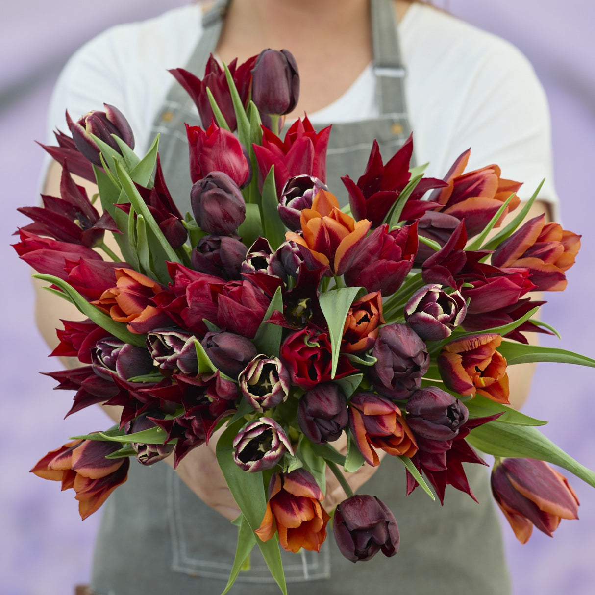 Tulipanblanding 'After Dusk Mix'