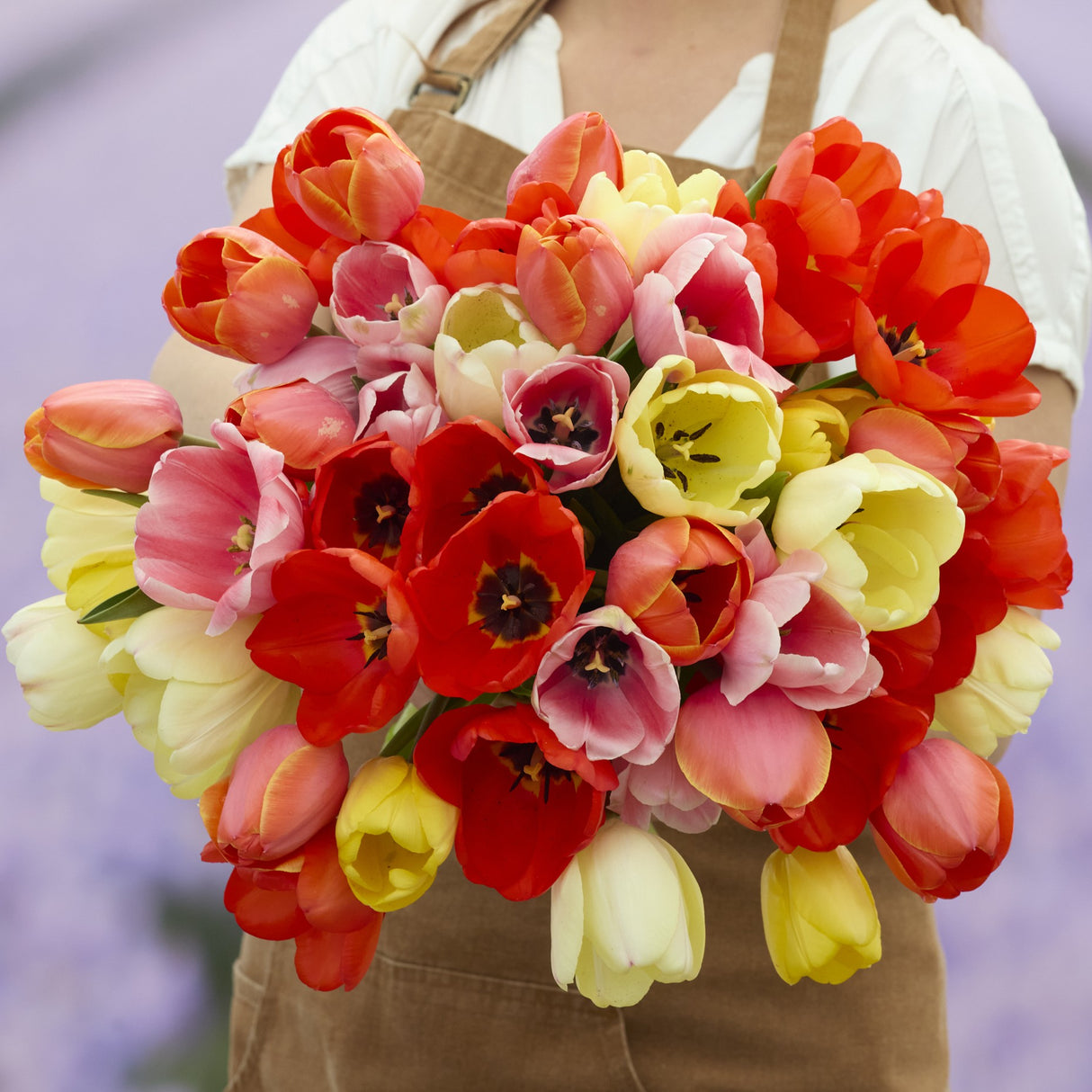 Tulipanblanding 'Bright Spring Mix'