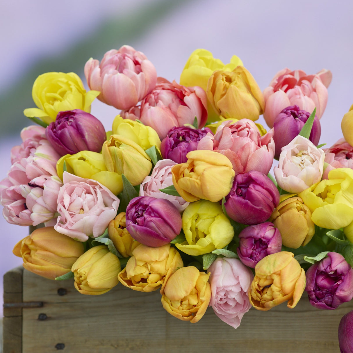 Tulipanblanding 'Lemon Breeze Mix'