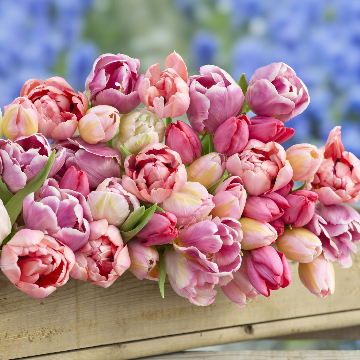 Tulipanblanding 'Lovely Wedding Mix'