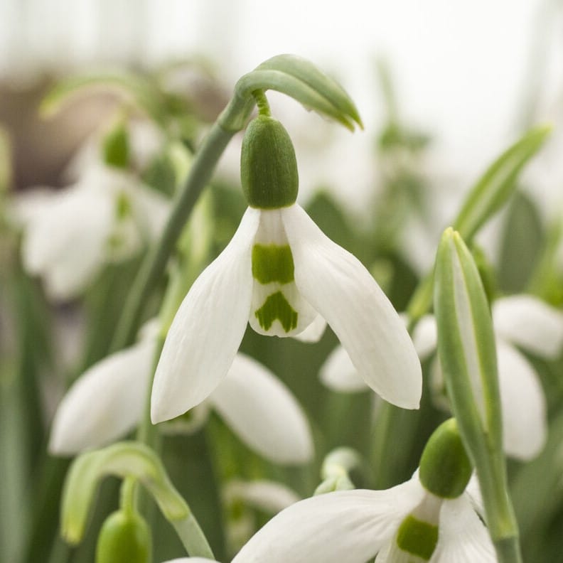 Vintergækker/Galanthus elwesii 'Snow Fox'