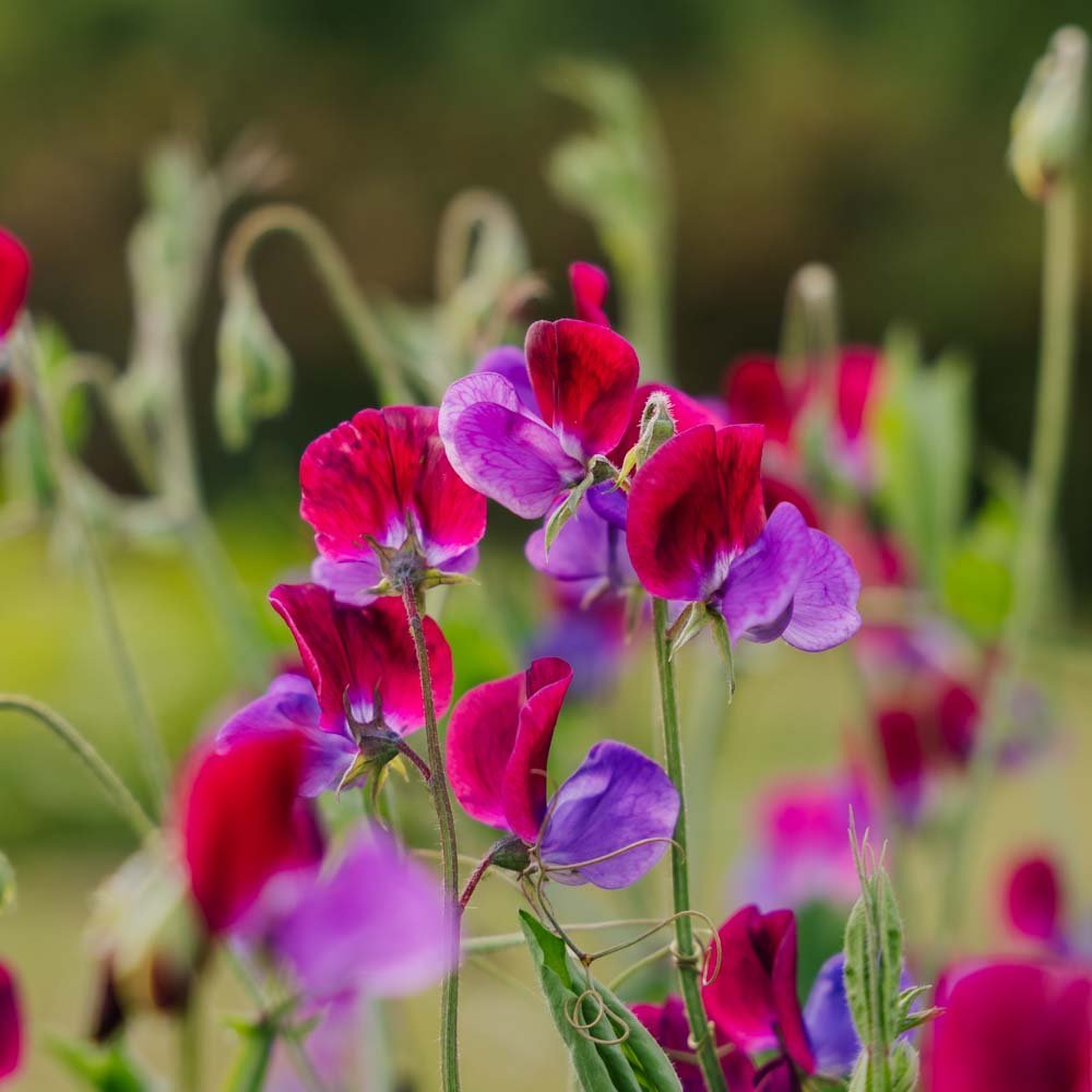 Ærteblomst frø 'Sweet Pea' - 30 Økologiske frø