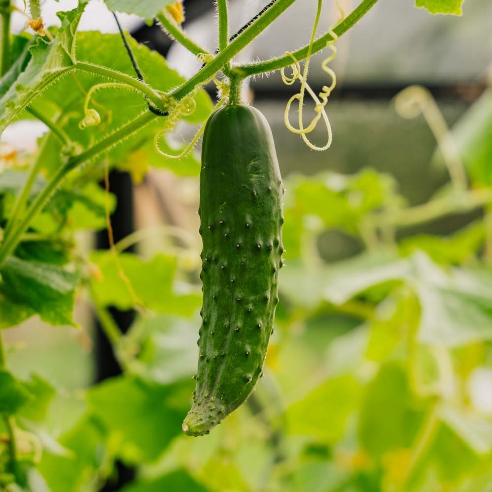Agurkefrø 'Marketmore' - 10 Økologiske frø