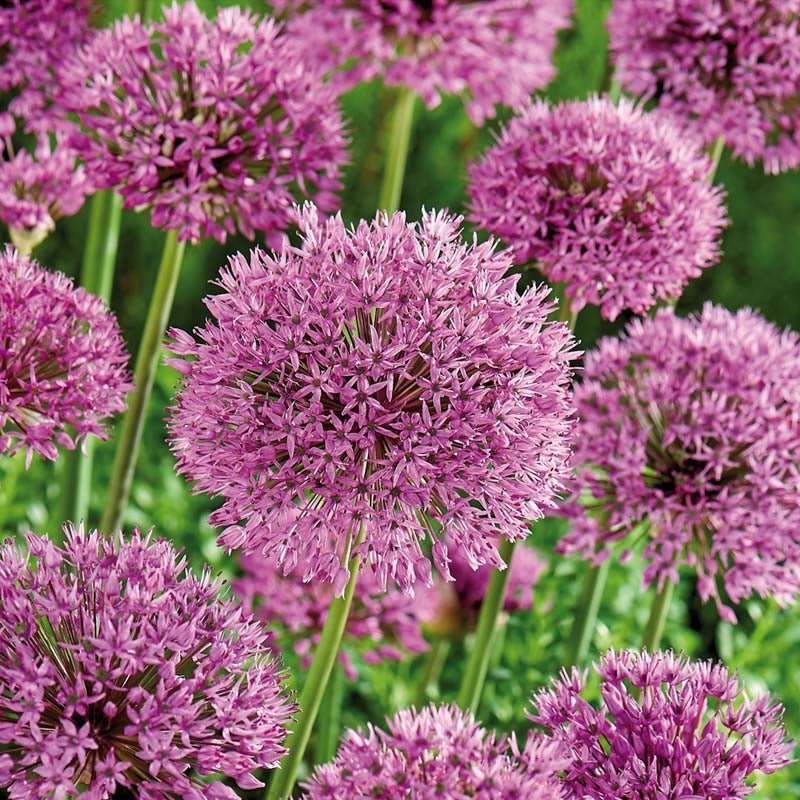 Allium, Prydløg 'Aflatunense'