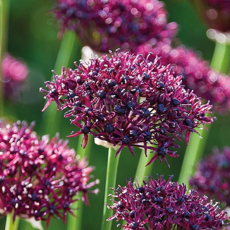 Allium, Prydløg 'Atropurpereum'