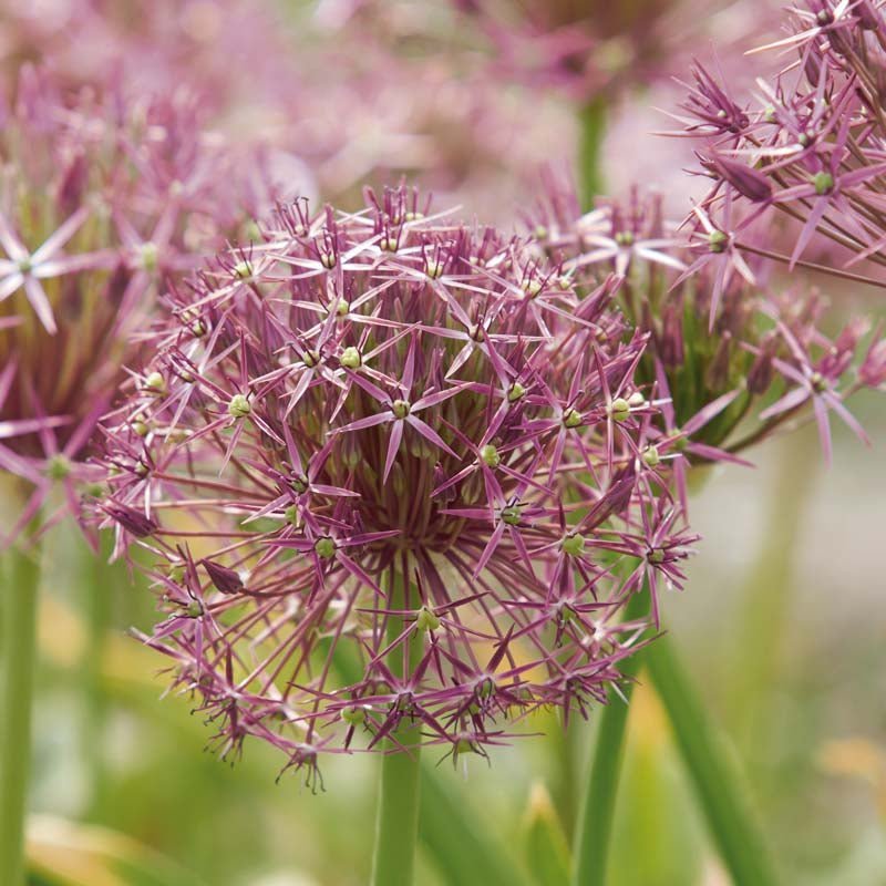 Allium, Prydløg 'Christophii'
