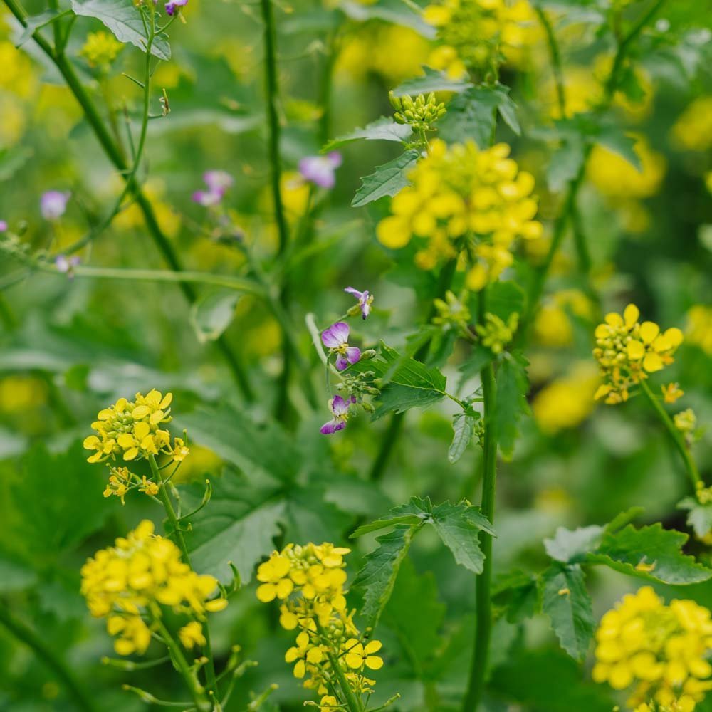 Blomsterblanding 'Beemix' - 200 Økologiske frø