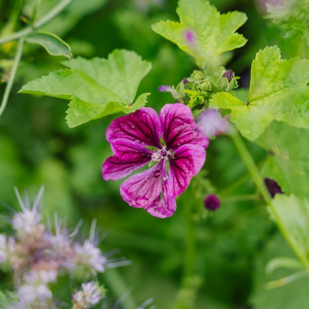 Blomsterblanding 'Tübingen' - 400 Økologiske frø