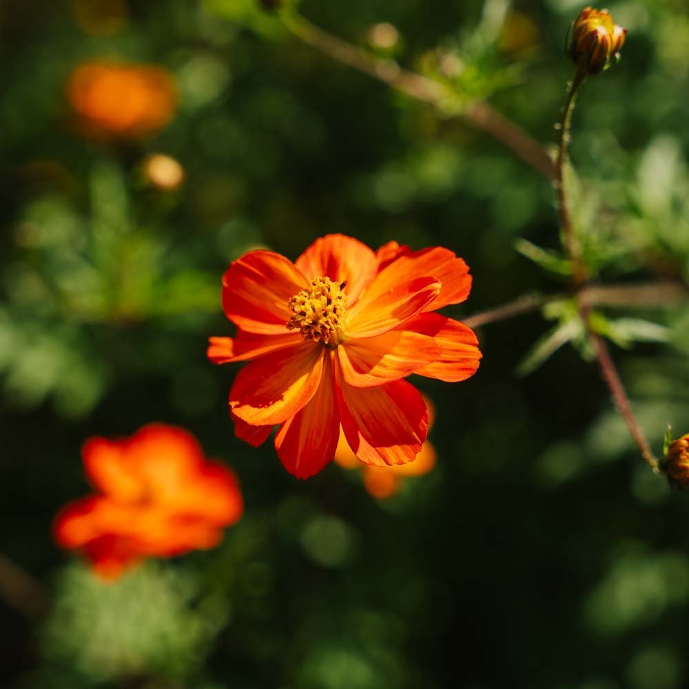 Cosmos frø 'Sulfur Cosmos' - 80 Økologiske frø