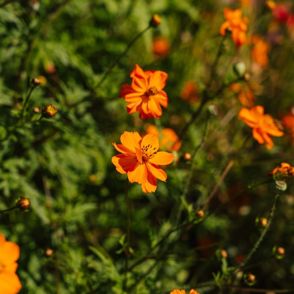 Cosmos frø 'Sulfur Cosmos' - 80 Økologiske frø