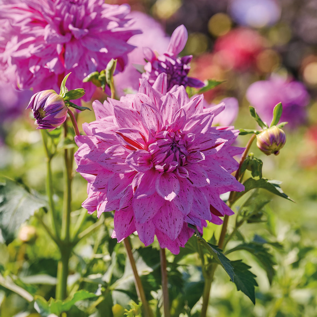 Dahlia 'Prins Carnaval'