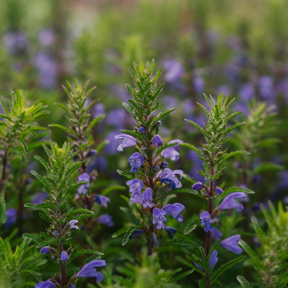 Dragehoved frø 'Moldavian Dragonhead' - 150 Økologiske frø