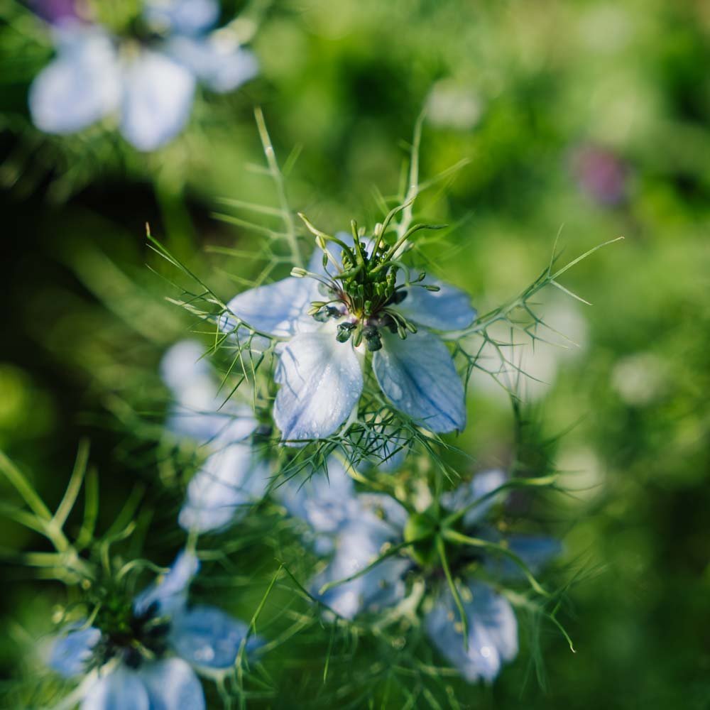 Jomfru i det grønne frø - 100 Økologiske frø