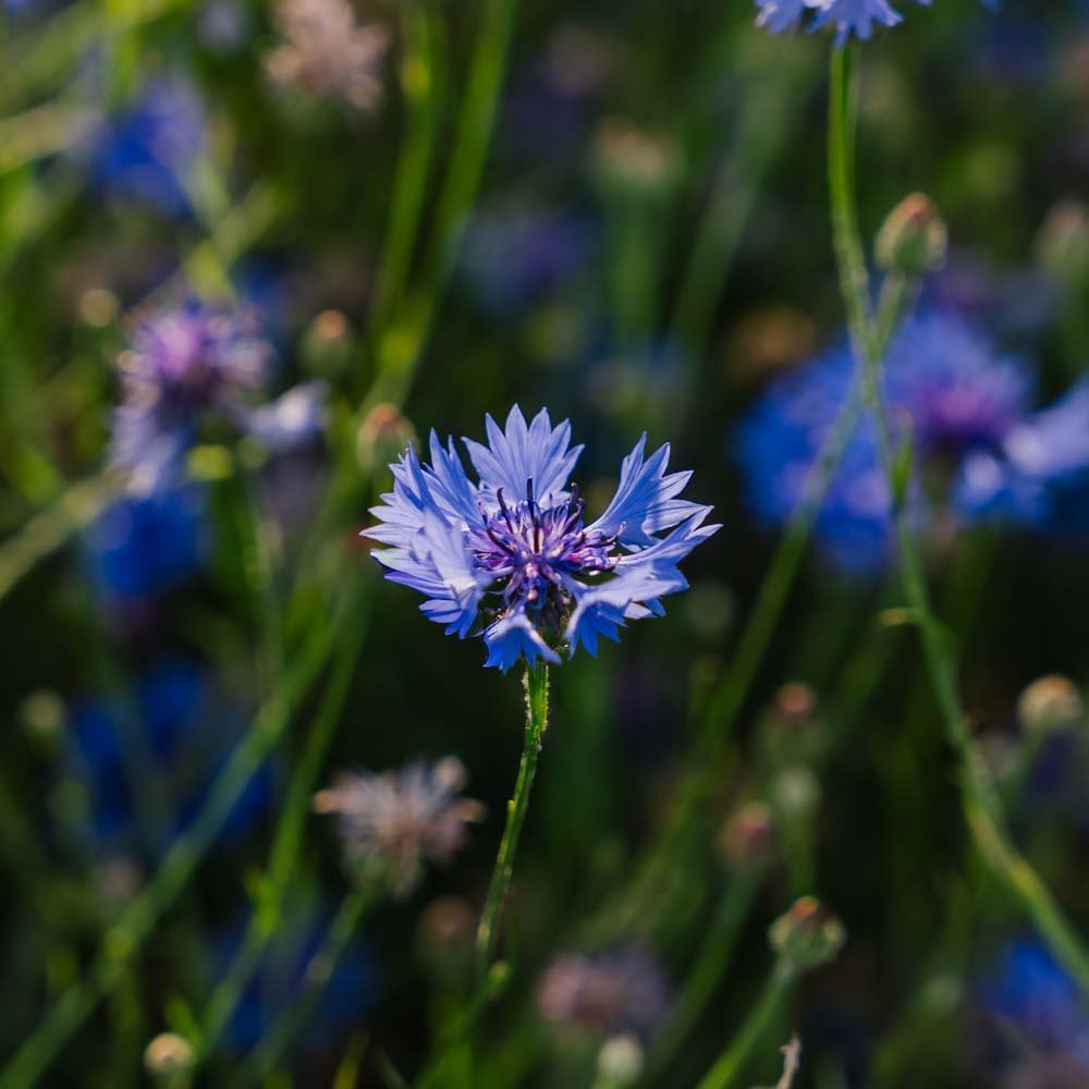 Kornblomst frø 'Cornflower' - 120 Økologiske frø
