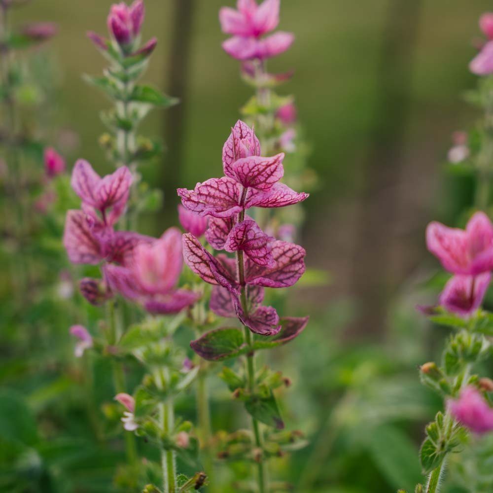 Salvia Viridis frø 'Pink' - 100 Økologiske frø