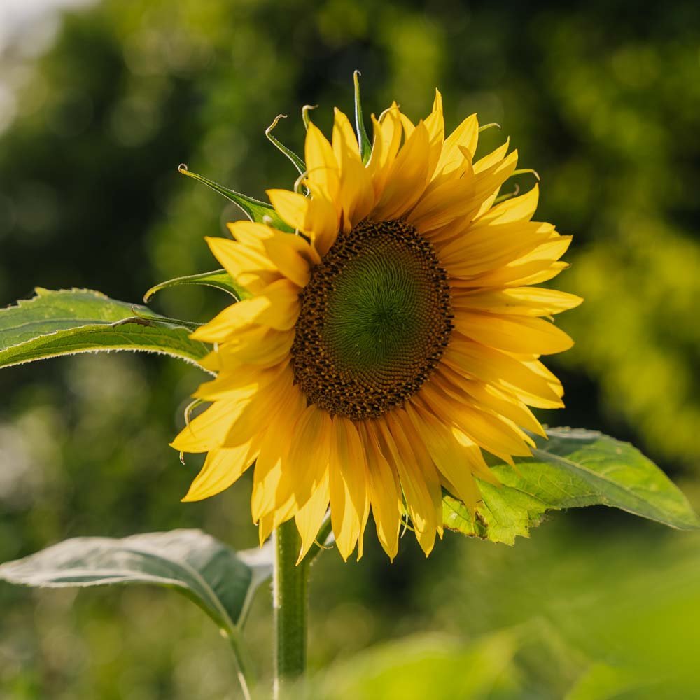 Solsikkefrø - 15 Økologiske frø