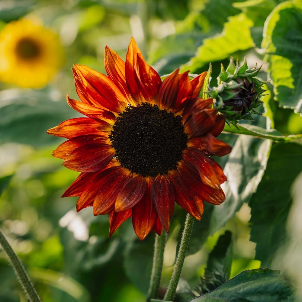 Solsikkefrø 'Velvet Queen' - 10 Økologiske frø