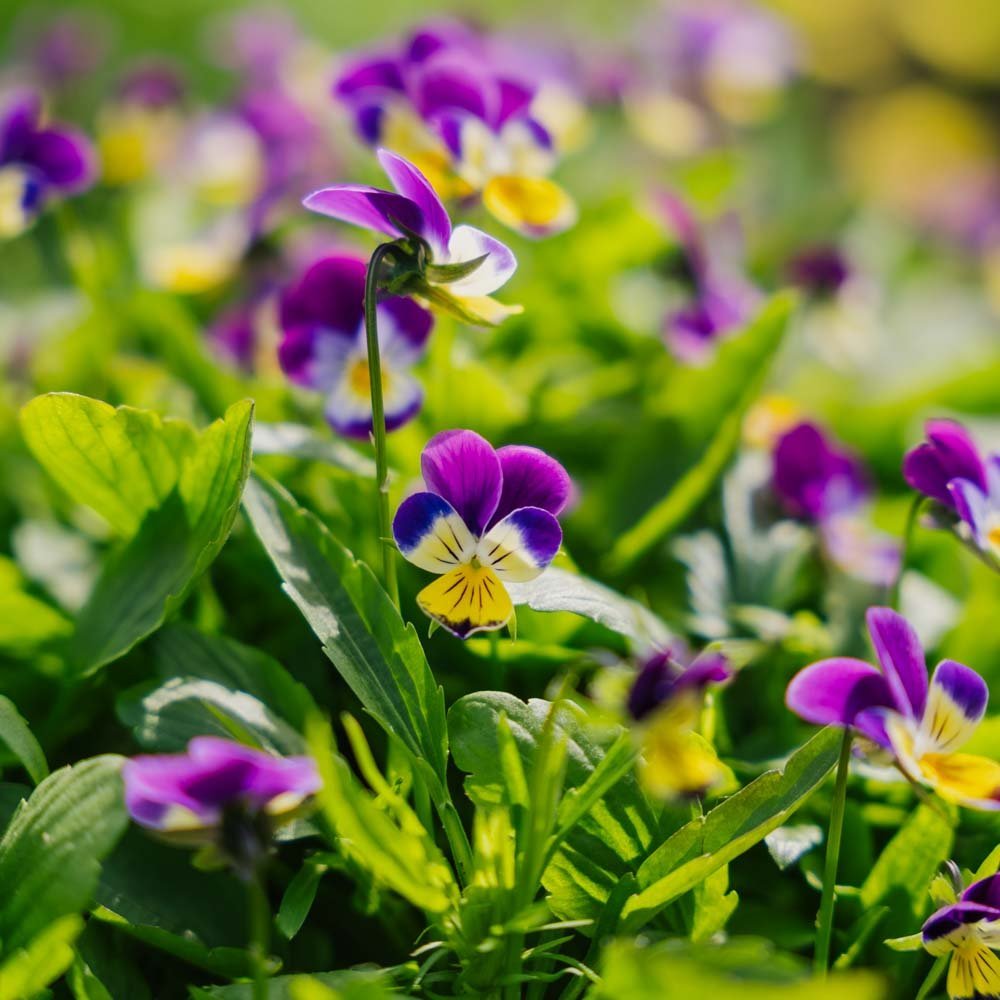 Stedmoderblomst frø - 100 Økologiske frø