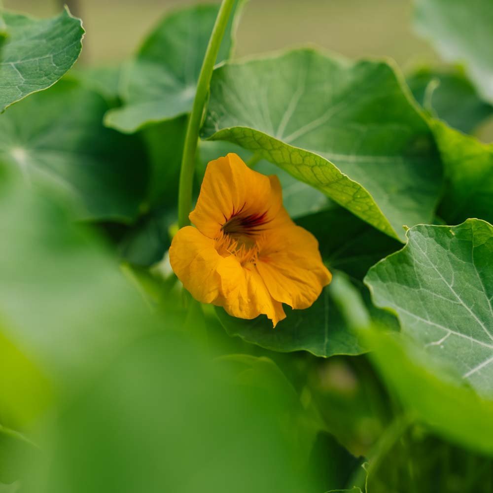 Tallerkensmækker frø 'Tropaeolum majus' - 8 Økologiske frø