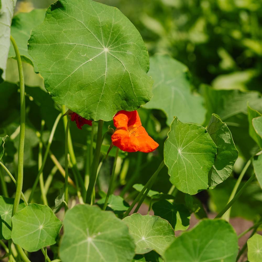 Tallerkensmækker frø 'Tropaeolum majus' - 8 Økologiske frø