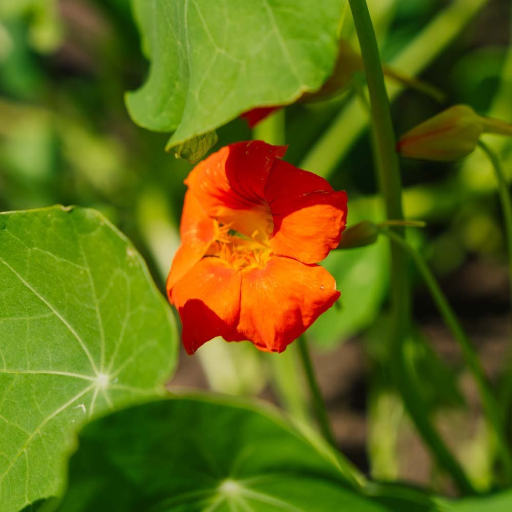 Tallerkensmækker frø 'Tropaeolum majus' - 8 Økologiske frø