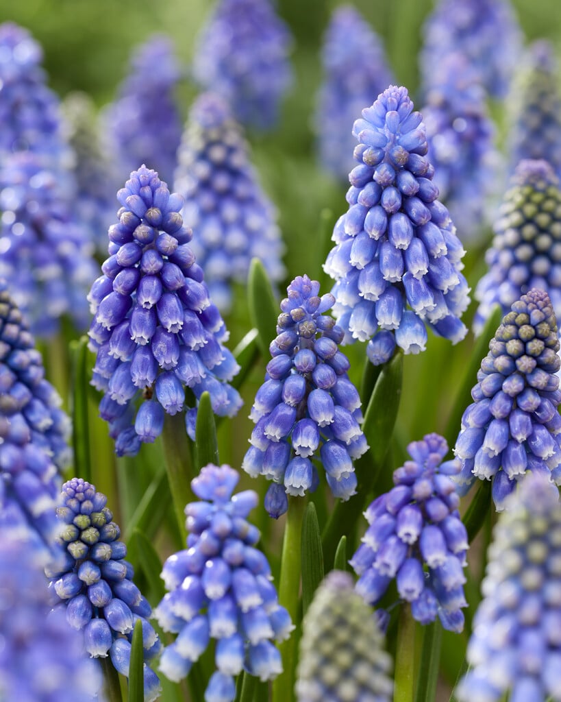 Perlehyacinter/Muscari 'Bling Bling'®