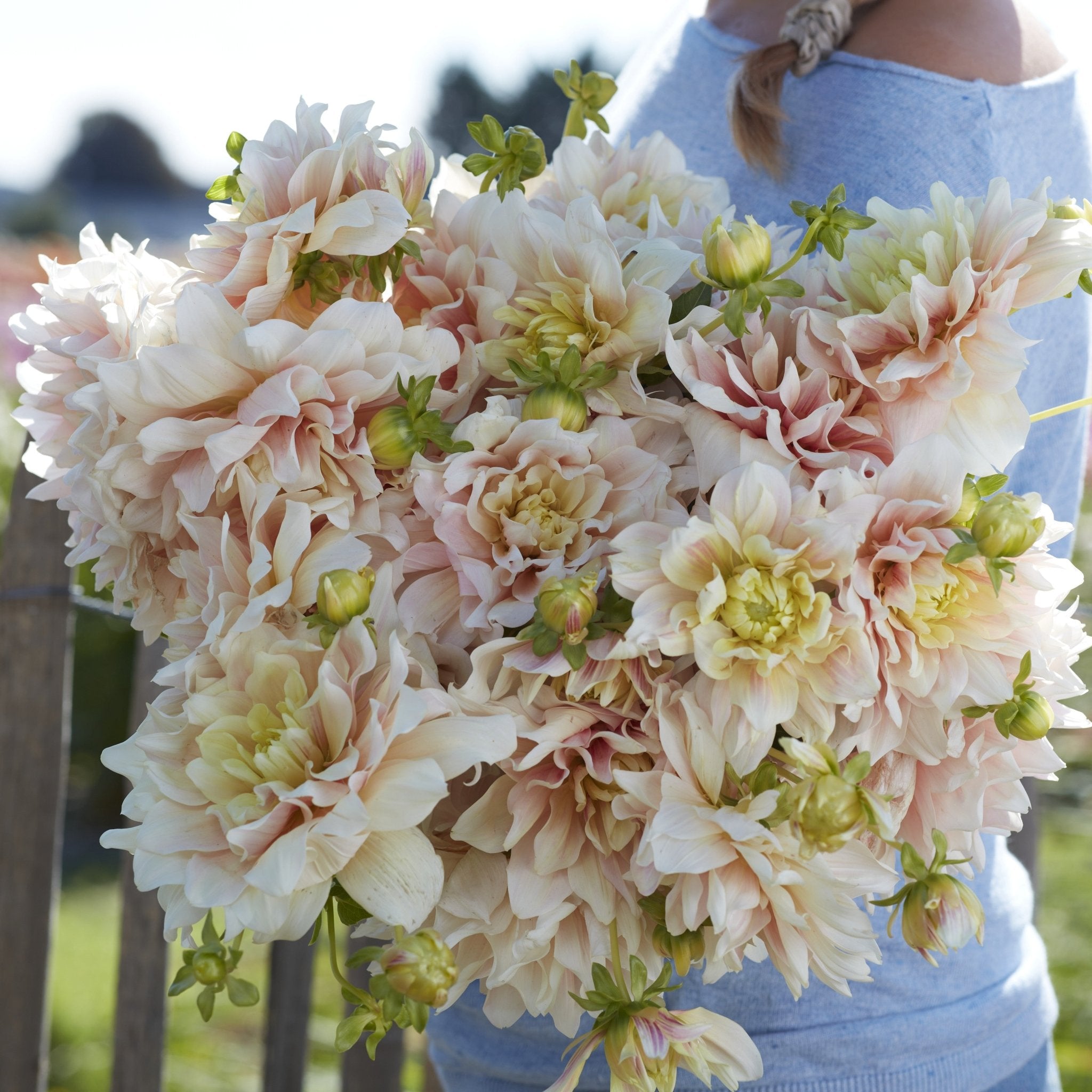 Dahlia Dinnerplate - Løgbutikken