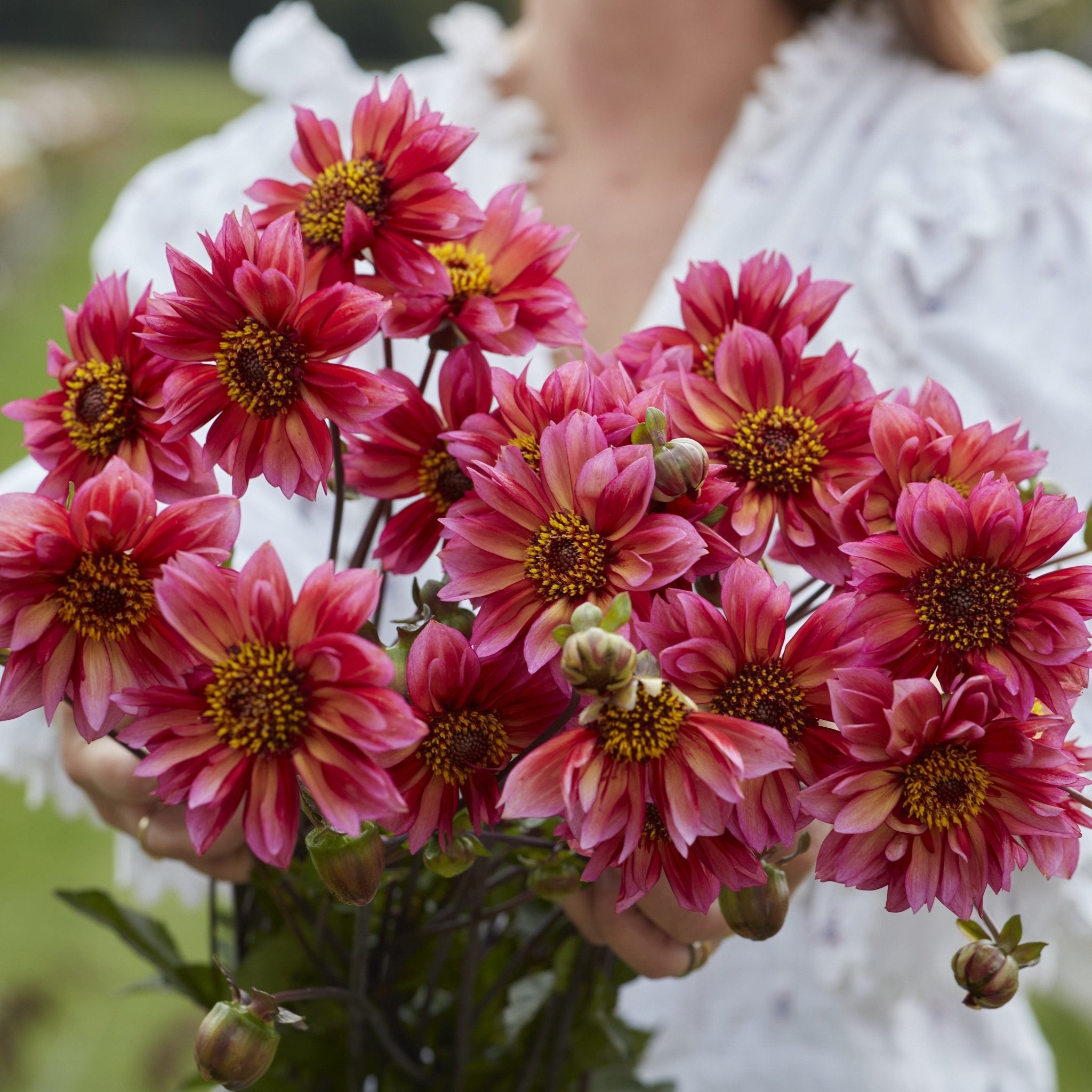 Dahlia Anemone/Enkeltblomst. - Løgbutikken