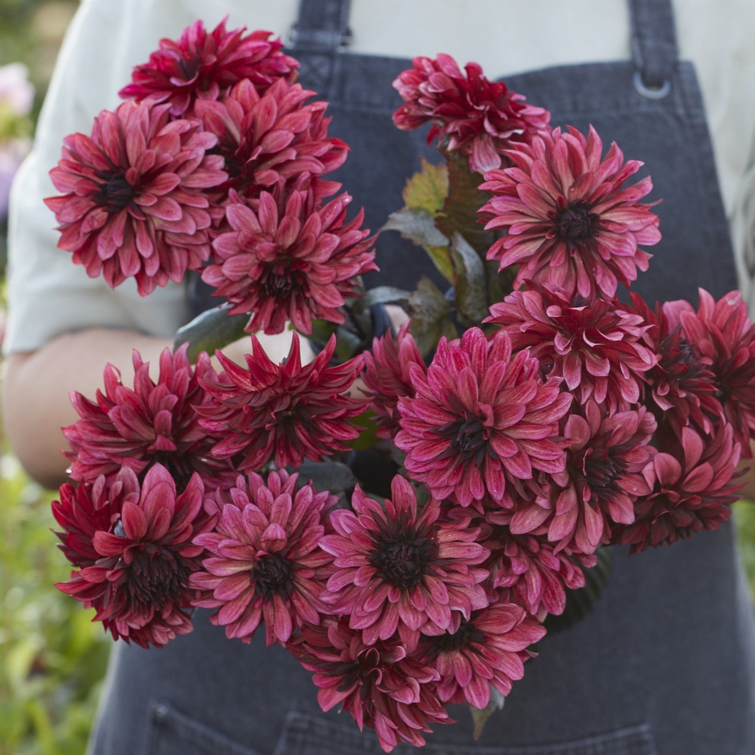 Dahlia med Mørkt løv - Løgbutikken