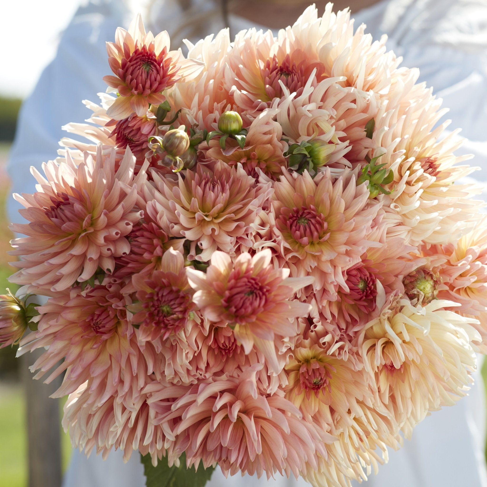 Dahlia Kaktus/Semi-Kaktus - Løgbutikken