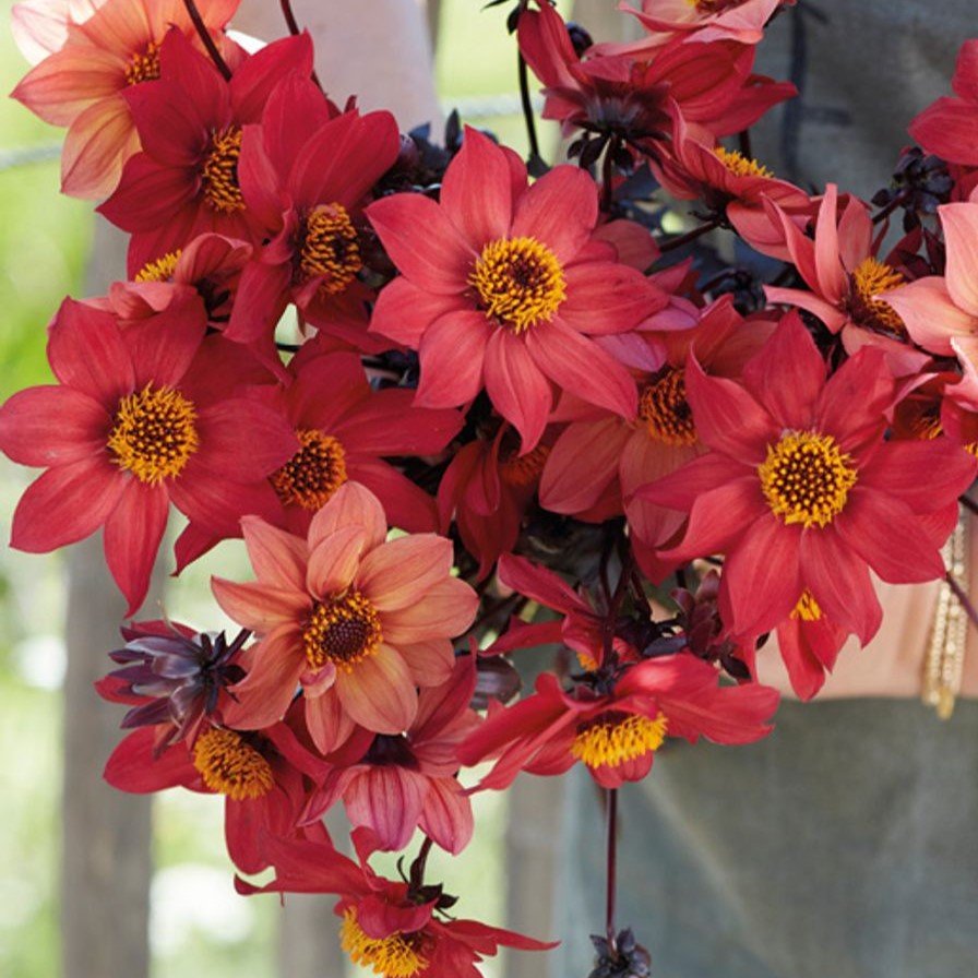 Lave Dahlia - Løgbutikken