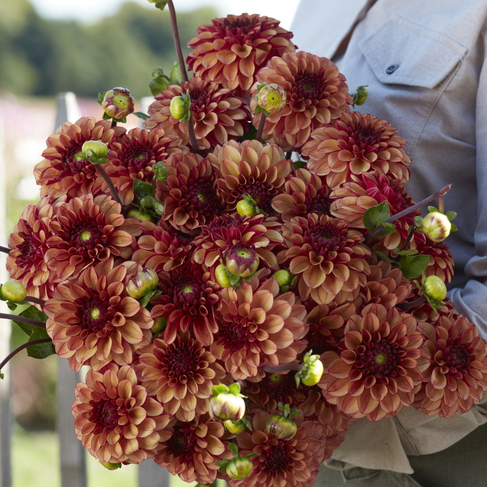 Dahlia Ball - Løgbutikken