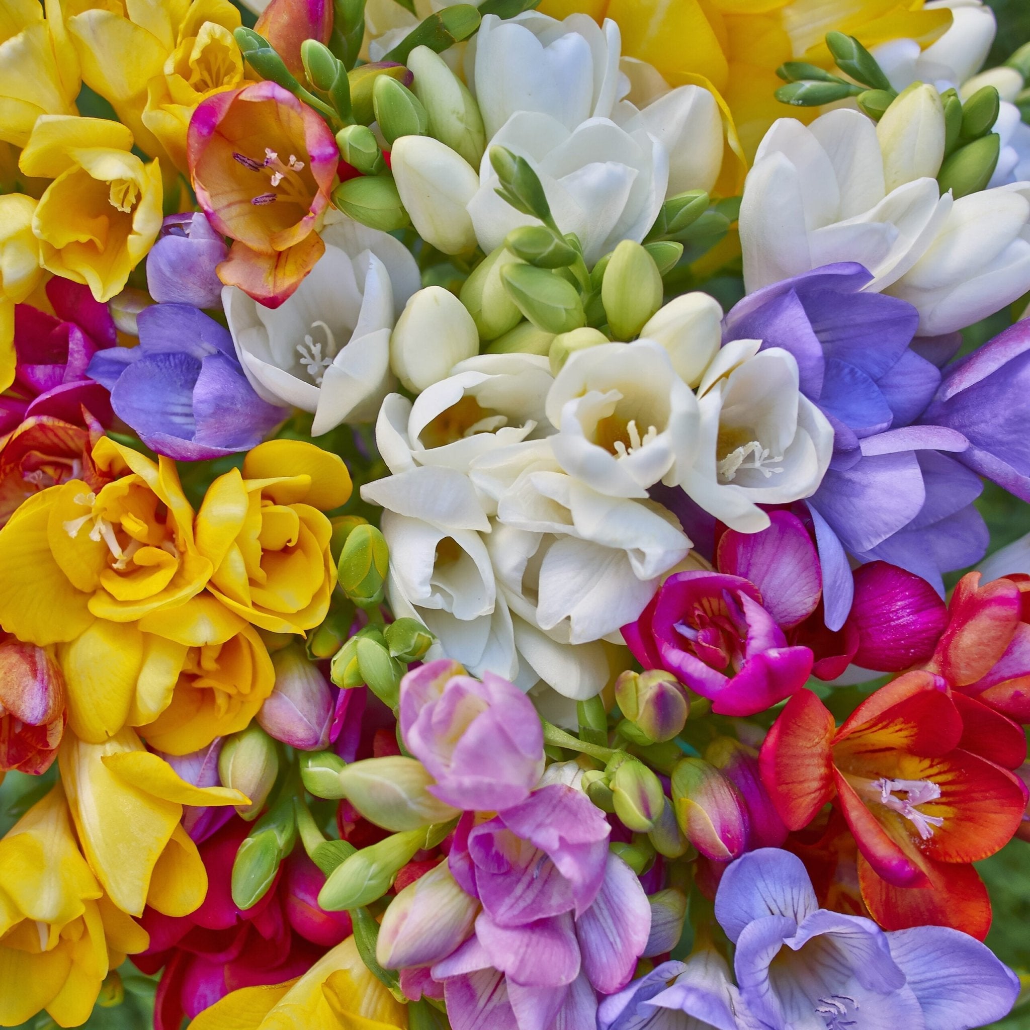 Freesia - Løgbutikken