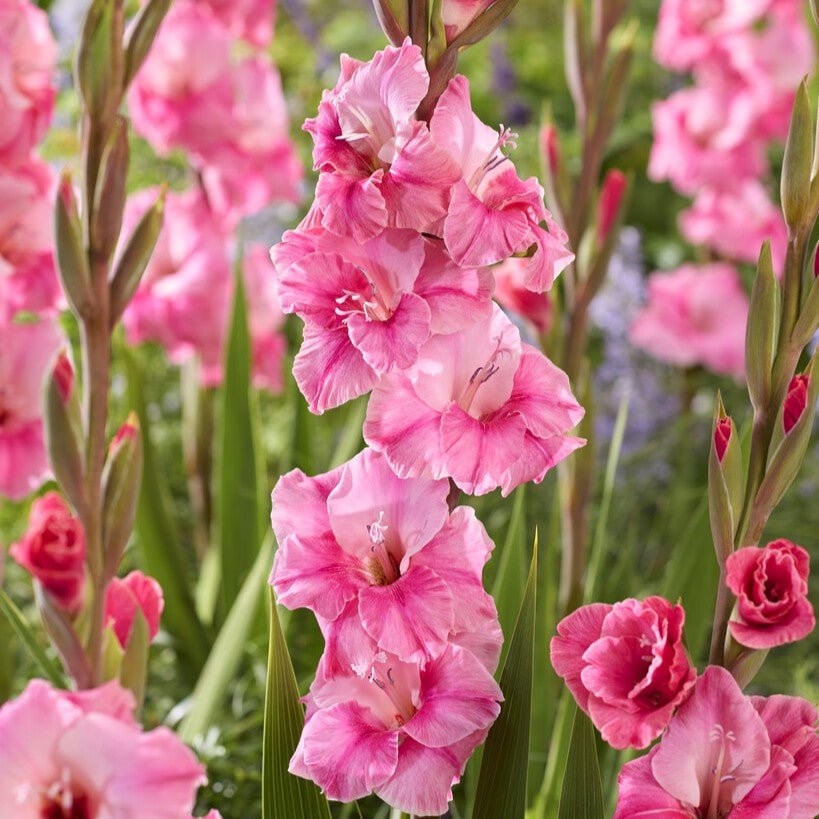 Gladiolus Nyheder - Løgbutikken