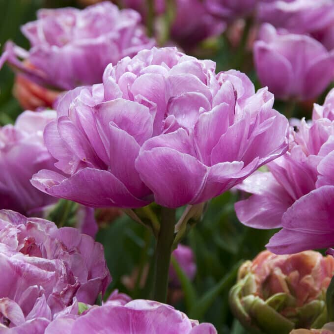 Dobbelt Tidlig Blomstrende