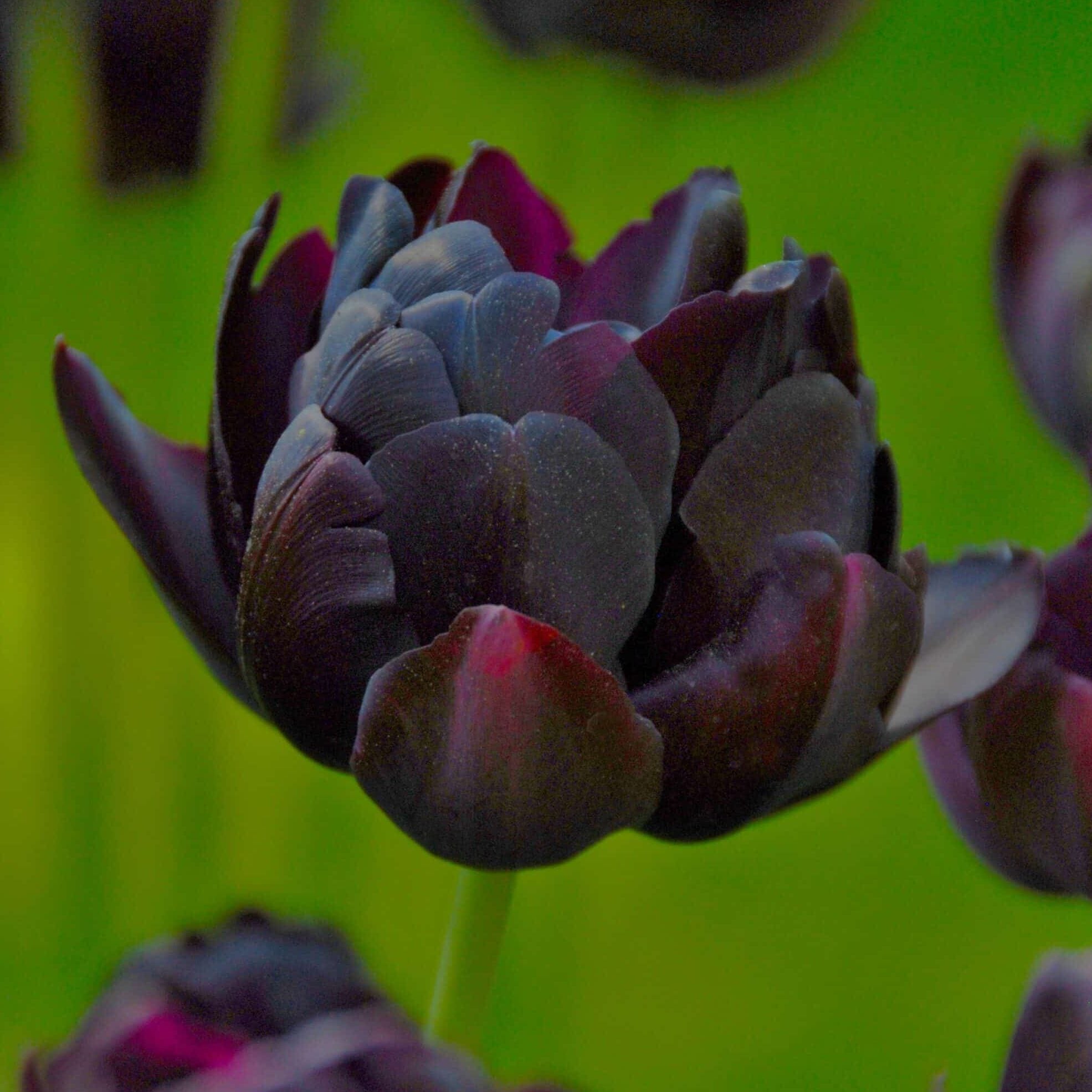 Dobbelt sen blomstrende